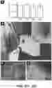 Fig. 21 - MICROFLUIDICS DEVICE FOR FABRICATION OF LARGE, UNIFORM, INJECTABLE HYDROGEL MICROPARTICLES FOR CELL ENCAPSULATION