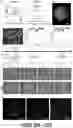 Fig. 23 - MICROFLUIDICS DEVICE FOR FABRICATION OF LARGE, UNIFORM, INJECTABLE HYDROGEL MICROPARTICLES FOR CELL ENCAPSULATION