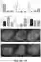 Fig. 25 - MICROFLUIDICS DEVICE FOR FABRICATION OF LARGE, UNIFORM, INJECTABLE HYDROGEL MICROPARTICLES FOR CELL ENCAPSULATION
