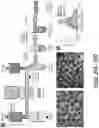Fig. 28 - MICROFLUIDICS DEVICE FOR FABRICATION OF LARGE, UNIFORM, INJECTABLE HYDROGEL MICROPARTICLES FOR CELL ENCAPSULATION
