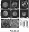 Fig. 29 - MICROFLUIDICS DEVICE FOR FABRICATION OF LARGE, UNIFORM, INJECTABLE HYDROGEL MICROPARTICLES FOR CELL ENCAPSULATION