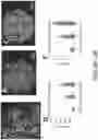 Fig. 33 - MICROFLUIDICS DEVICE FOR FABRICATION OF LARGE, UNIFORM, INJECTABLE HYDROGEL MICROPARTICLES FOR CELL ENCAPSULATION