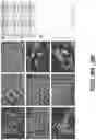 Fig. 36 - MICROFLUIDICS DEVICE FOR FABRICATION OF LARGE, UNIFORM, INJECTABLE HYDROGEL MICROPARTICLES FOR CELL ENCAPSULATION