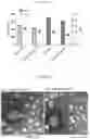 Fig. 02 - NANOENCAPSULATION OF ANTIGEN-BINDING MOLECULES