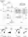 Fig. 07 - Systems and methods for removing a covering from a bodily surface