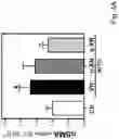 Fig. 12 - Xanthohumol solubilizate