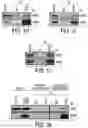 Fig. 04 - EXPLOITING ESTROGEN RECEPTOR BETA AND TP53 INTERACTION AS A NEW THERAPEUTIC STRATEGY FOR CANCER