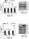 Fig. 09 - EXPLOITING ESTROGEN RECEPTOR BETA AND TP53 INTERACTION AS A NEW THERAPEUTIC STRATEGY FOR CANCER