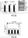 Fig. 14 - EXPLOITING ESTROGEN RECEPTOR BETA AND TP53 INTERACTION AS A NEW THERAPEUTIC STRATEGY FOR CANCER