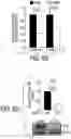 Fig. 23 - EXPLOITING ESTROGEN RECEPTOR BETA AND TP53 INTERACTION AS A NEW THERAPEUTIC STRATEGY FOR CANCER