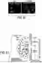 Fig. 25 - EXPLOITING ESTROGEN RECEPTOR BETA AND TP53 INTERACTION AS A NEW THERAPEUTIC STRATEGY FOR CANCER