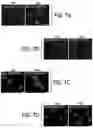 Fig. 26 - EXPLOITING ESTROGEN RECEPTOR BETA AND TP53 INTERACTION AS A NEW THERAPEUTIC STRATEGY FOR CANCER
