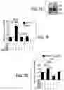 Fig. 27 - EXPLOITING ESTROGEN RECEPTOR BETA AND TP53 INTERACTION AS A NEW THERAPEUTIC STRATEGY FOR CANCER