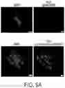 Fig. 31 - EXPLOITING ESTROGEN RECEPTOR BETA AND TP53 INTERACTION AS A NEW THERAPEUTIC STRATEGY FOR CANCER
