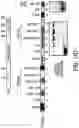 Fig. 35 - EXPLOITING ESTROGEN RECEPTOR BETA AND TP53 INTERACTION AS A NEW THERAPEUTIC STRATEGY FOR CANCER