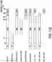 Fig. 36 - EXPLOITING ESTROGEN RECEPTOR BETA AND TP53 INTERACTION AS A NEW THERAPEUTIC STRATEGY FOR CANCER
