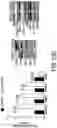 Fig. 42 - EXPLOITING ESTROGEN RECEPTOR BETA AND TP53 INTERACTION AS A NEW THERAPEUTIC STRATEGY FOR CANCER