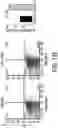 Fig. 43 - EXPLOITING ESTROGEN RECEPTOR BETA AND TP53 INTERACTION AS A NEW THERAPEUTIC STRATEGY FOR CANCER