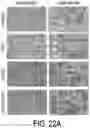 Fig. 58 - EXPLOITING ESTROGEN RECEPTOR BETA AND TP53 INTERACTION AS A NEW THERAPEUTIC STRATEGY FOR CANCER