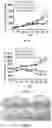 Fig. 08 - METHOD OF PREVENTING OR TREATING TREATMENT-INDUCED GASTROINTESTINAL INJURY