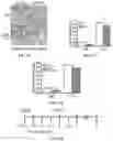 Fig. 20 - METHOD OF PREVENTING OR TREATING TREATMENT-INDUCED GASTROINTESTINAL INJURY