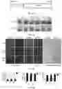 Fig. 22 - METHOD OF PREVENTING OR TREATING TREATMENT-INDUCED GASTROINTESTINAL INJURY
