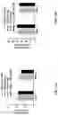 Fig. 14 - HISTONE ACETYLTRANSFERASE (HAT) REGULATORS AND USES THEREOF