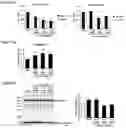 Fig. 06 - COMPOSITIONS AND METHODS FOR TREATING ISCHEMIC STROKE