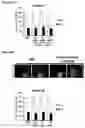 Fig. 07 - COMPOSITIONS AND METHODS FOR TREATING ISCHEMIC STROKE