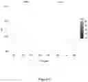Fig. 08 - Methods of increasing magnesium bioavailability and absorption