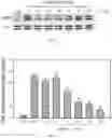 Fig. 03 - SMALL MOLECULE ANTAGONIST TO PACAP RECEPTOR AND USES THEREOF