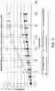 Fig. 06 - METHODS FOR TREATING CONGENITAL DISORDERS OF GLYCOSYLATION
