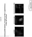 Fig. 11 - THIAZOLIDE COMPOUNDS FOR TREATING VIRAL INFECTIONS