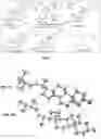 Fig. 02 - Biologically active ganoderma lucidum compounds and synthesis of anticancer derivatives; ergosterol peroxide probes for cellular localization