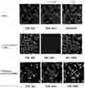 Fig. 08 - Biologically active ganoderma lucidum compounds and synthesis of anticancer derivatives; ergosterol peroxide probes for cellular localization