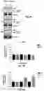 Fig. 11 - Biologically active ganoderma lucidum compounds and synthesis of anticancer derivatives; ergosterol peroxide probes for cellular localization