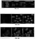Fig. 15 - Biologically active ganoderma lucidum compounds and synthesis of anticancer derivatives; ergosterol peroxide probes for cellular localization