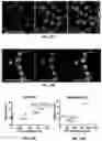 Fig. 19 - Biologically active ganoderma lucidum compounds and synthesis of anticancer derivatives; ergosterol peroxide probes for cellular localization
