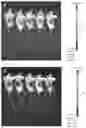 Fig. 04 - Cyclic dinucleotide prodrug molecule, preparation method therefor and application thereof