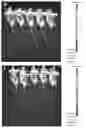 Fig. 05 - Cyclic dinucleotide prodrug molecule, preparation method therefor and application thereof