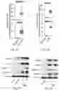 Fig. 02 - Treatment methods for fibrosis targeting SMOC2