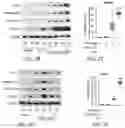Fig. 04 - Treatment methods for fibrosis targeting SMOC2
