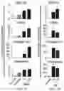 Fig. 13 - Treatment methods for fibrosis targeting SMOC2