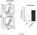 Fig. 25 - Treatment methods for fibrosis targeting SMOC2