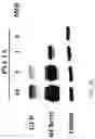 Fig. 07 - COMPOSITIONS AND METHODS FOR TREATING CANCER