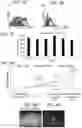 Fig. 12 - COMPOSITIONS AND METHODS FOR TREATING CANCER