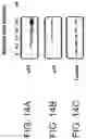 Fig. 20 - COMPOSITIONS AND METHODS FOR TREATING CANCER
