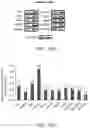 Fig. 21 - COMPOSITIONS AND METHODS FOR TREATING CANCER