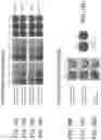 Fig. 22 - COMPOSITIONS AND METHODS FOR TREATING CANCER