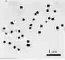 Fig. 01 - USE OF PRUSSIAN BLUE NANOPARTICLES IN THE PREPARATION OF A MEDICAMENT FOR THE PREVENTION, DELAY OR TREATMENT OF NEURODEGENERATIVE DISEASE